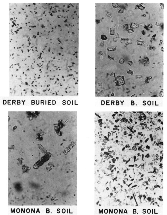Four black and white photomicrographs of grass phytoliths.