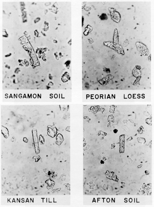 Four black and white photomicrographs of grass phytoliths.