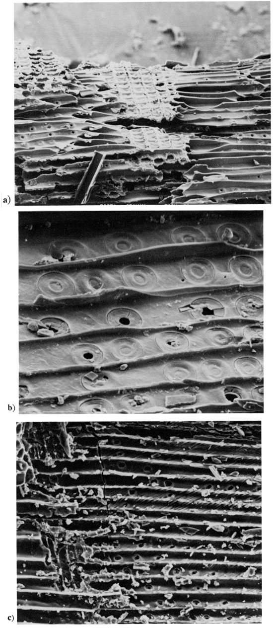 Three black and white SEM photos of conifer charcoal.