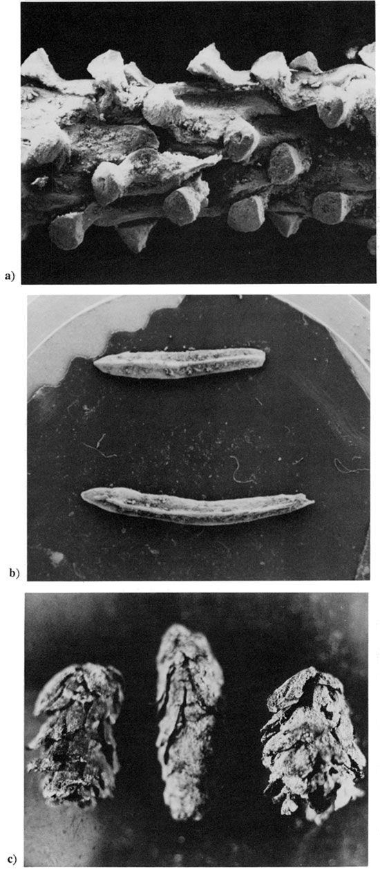 Three black and white photos of Picea macrofossils.