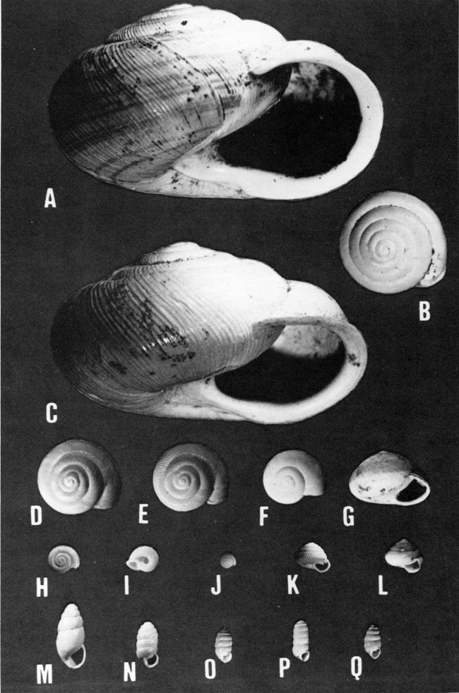 Black and white photo of loess snails.