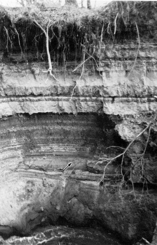 Black and white photo of steeply eroded river bank; exposed roots seen at top and side.