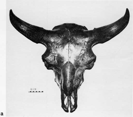 Black and white photo of Bison, cf. B. antiquus skull.