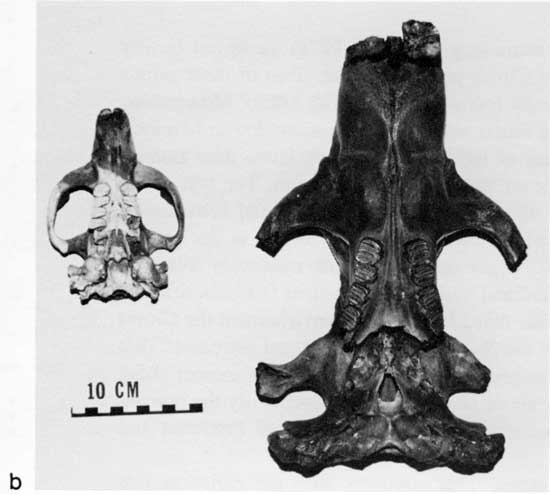 Black and white photo of Castoroides kansensis skull.
