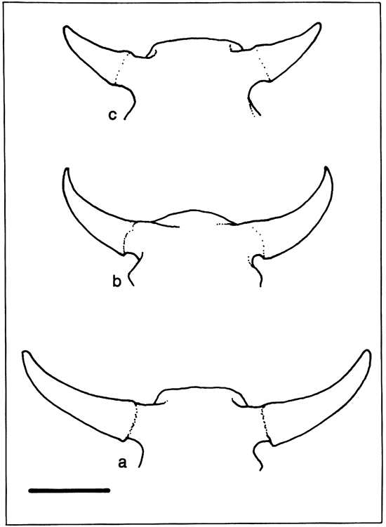 Three drawings showing change in Bison skull-horn complexes.