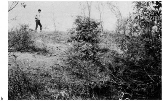 Black and white photo of reasearch standing on top of small hill, very brushy.