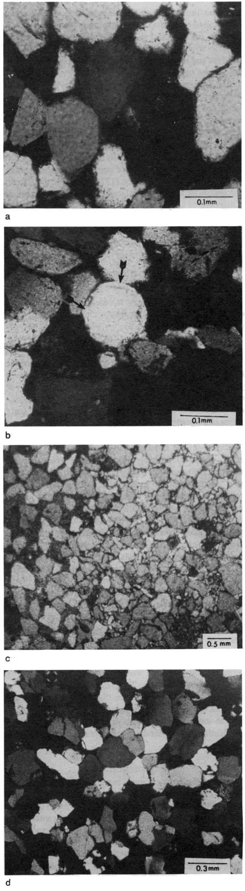 Black and white photomicrographs.