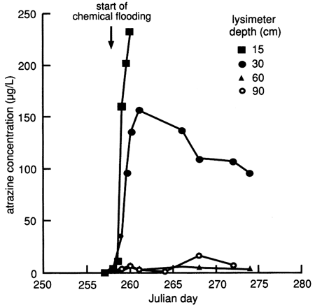 Atrazine concentration rises sharply in a day or two for 15 and 30 cm samples; 60 and 90 cm samples show little effect.