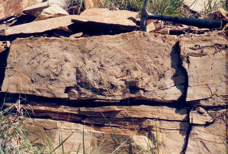 Morrison Formation outcrop in SE Colorado.