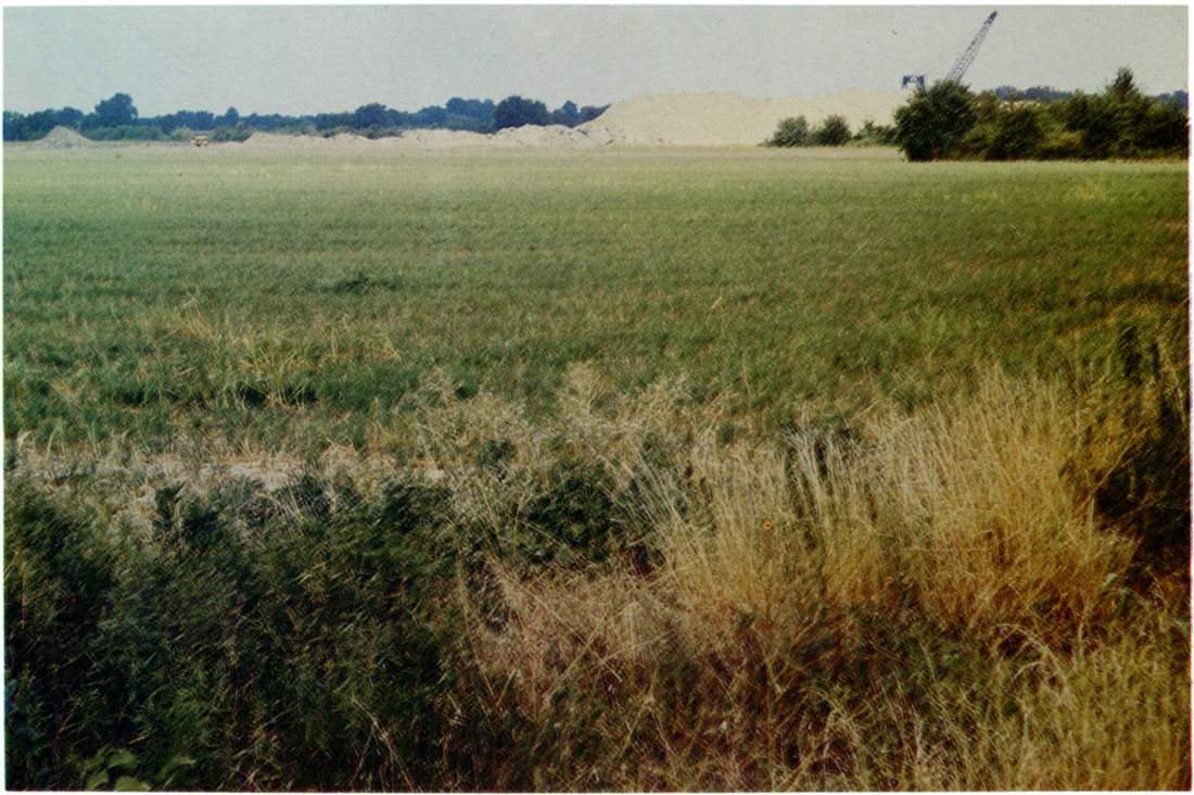 View of unmined area (Field 6) south of the mining opepation, August 1975; crop is tall fescue gpowing on the Parsons soil.