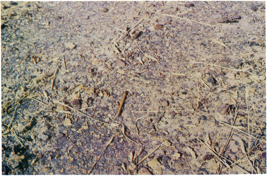 Close-up view of an excessively acid spot (hotspot) in northern half of Field 1 showing acid-producing dark-gray shale fragments and other rock fragments.