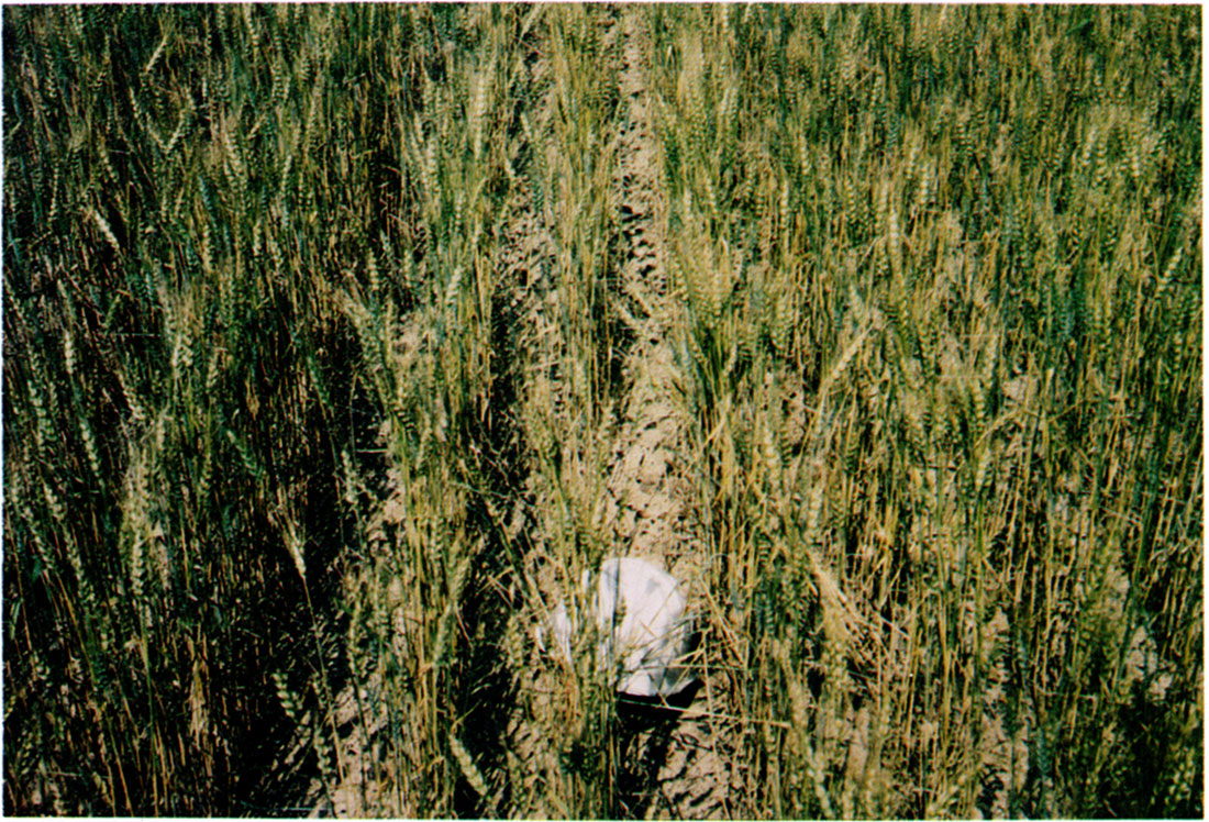 Close-up view of stand of wheat in Field 3 that yielded about 30 bushels per acre, June 1976.