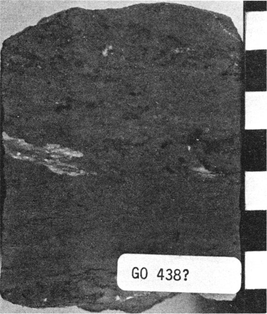 Black and white photo of dolomitic mixed-skeletal wackestone core.