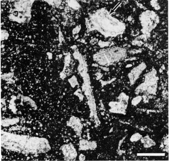 Black and white photomicrograph of dolomitic mixed-skeletal wackestone facies.