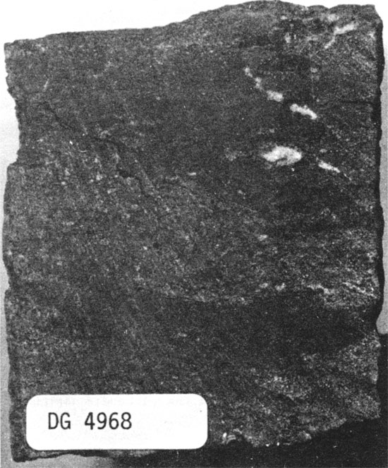 Black and white photo of mixed-skeletal wackestone core.