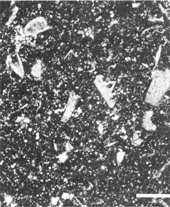 Black and white photomicrograph of mixed-skeletal wackestone facies.