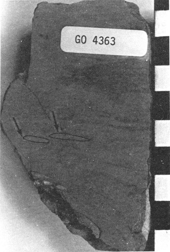 Black and white photo of dolomitic intraclast wackestone core.