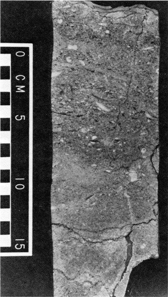 Black and white photo of crinoid packstone-grainstone.