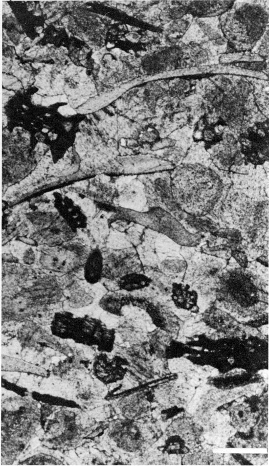 Black and white photomicrograph of crinoid packstone-grainstone facies.