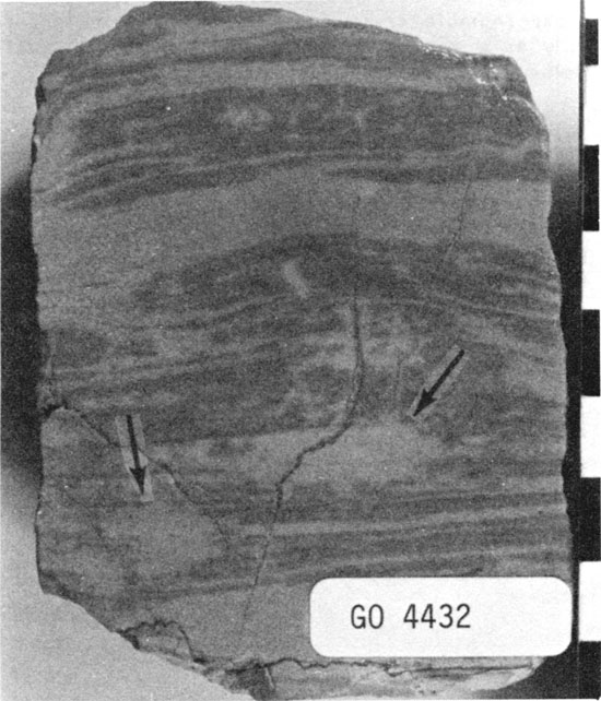Black and white photo of laminated dolomitic mudstone core.
