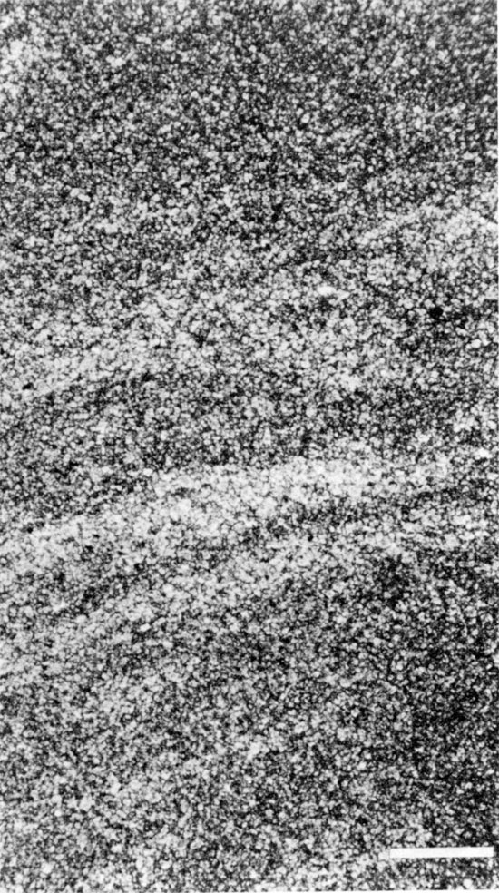 Black and white photomicrograph of laminated dolomitic mudstone facies.