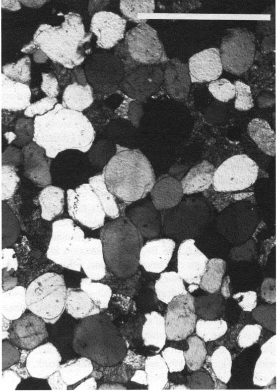 Black and white photomicrograph of quartzarenite from unit C.