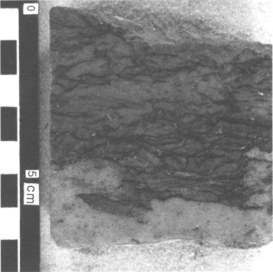 Black and white photo of core with shale layers bounded by white sandstone.