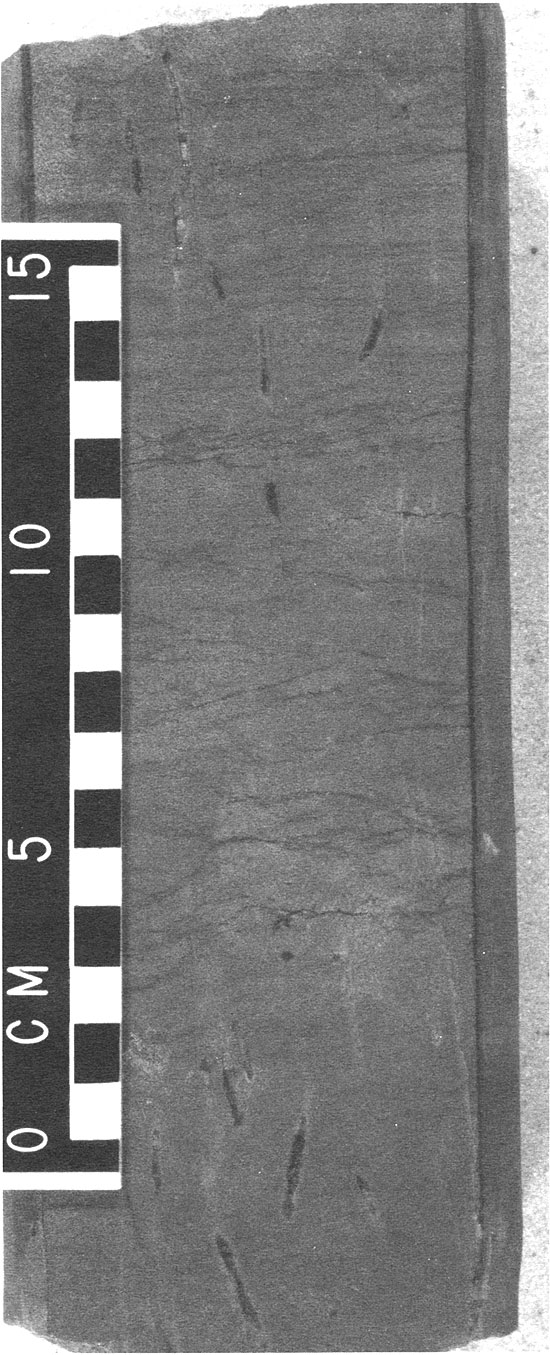 Black and white photo of core showing darker burrows within gray sandstone.