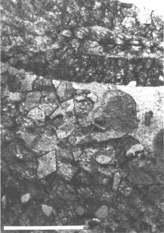 Black and white photomicrograph of limestone from unit D.