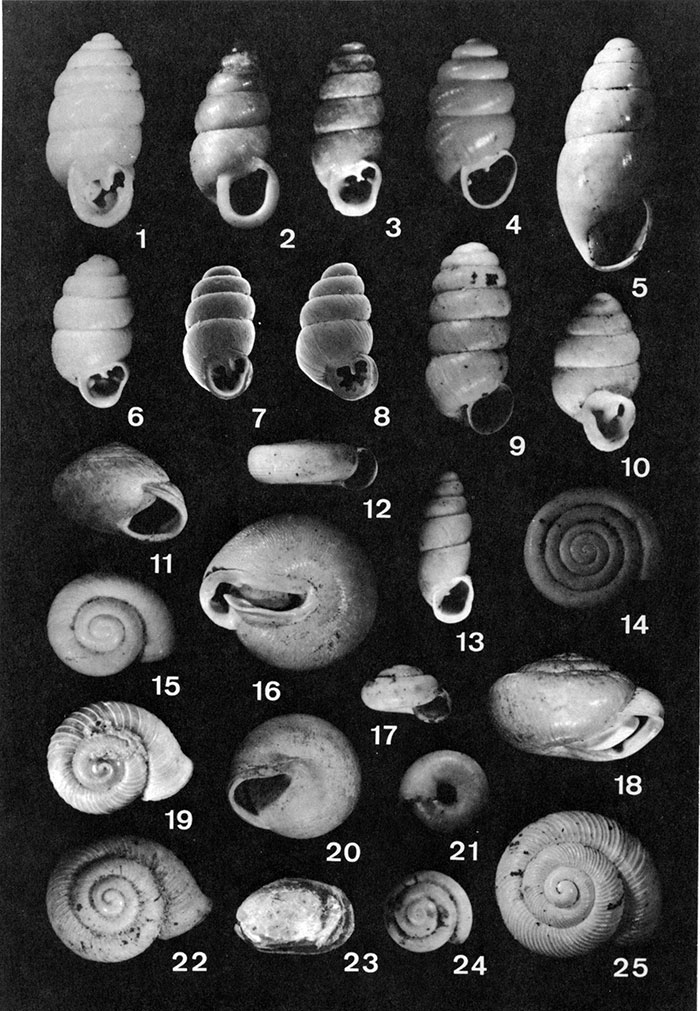 Black and white photographs of gastropods from loess in western Missouri.