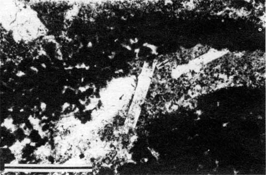 Black and white photomicrograph of pseudomorphs of evaporites from locality 18, close up.