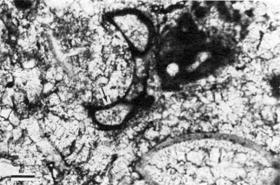 Black and white photomicrograph of Americus Limestone Member, ostracode and Calcivertella from locality 11.