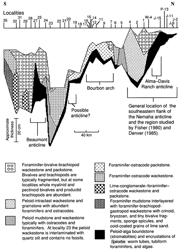 Cross section of lower limestone, Americus Limestone Member.