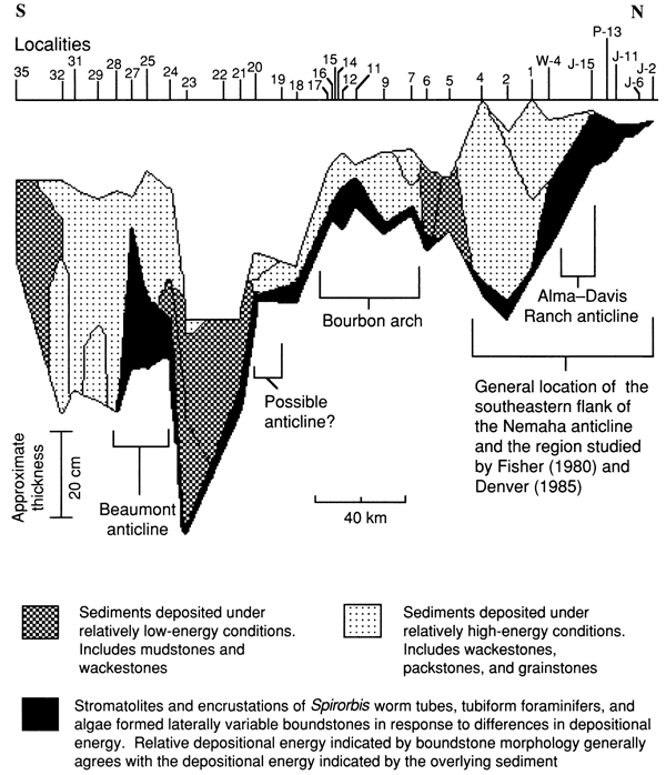 Cross section of lower limestone, Americus Limestone Member.