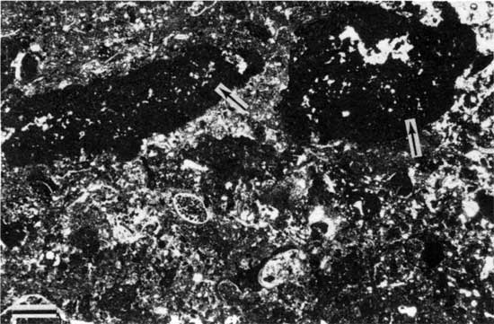 Black and white photomicrograph of Americus Limestone Member, type 3 boundstone.