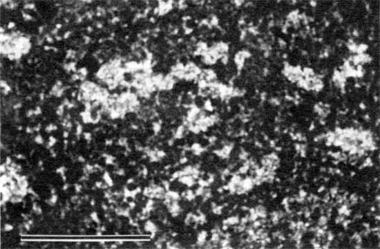 Black and white photomicrograph of peloid-alga boundstone from locality 17.