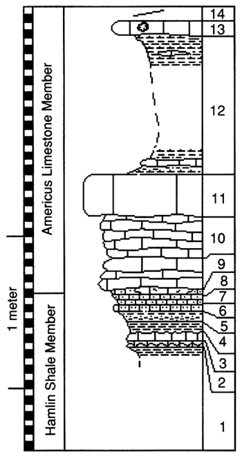 graphic version of section 1