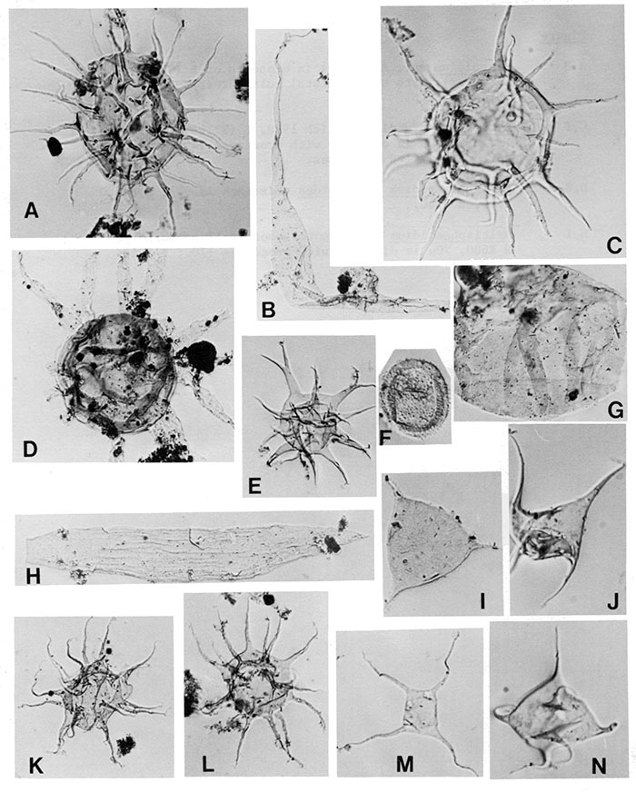 Black and white transmitted light micrographs of acritarchs.