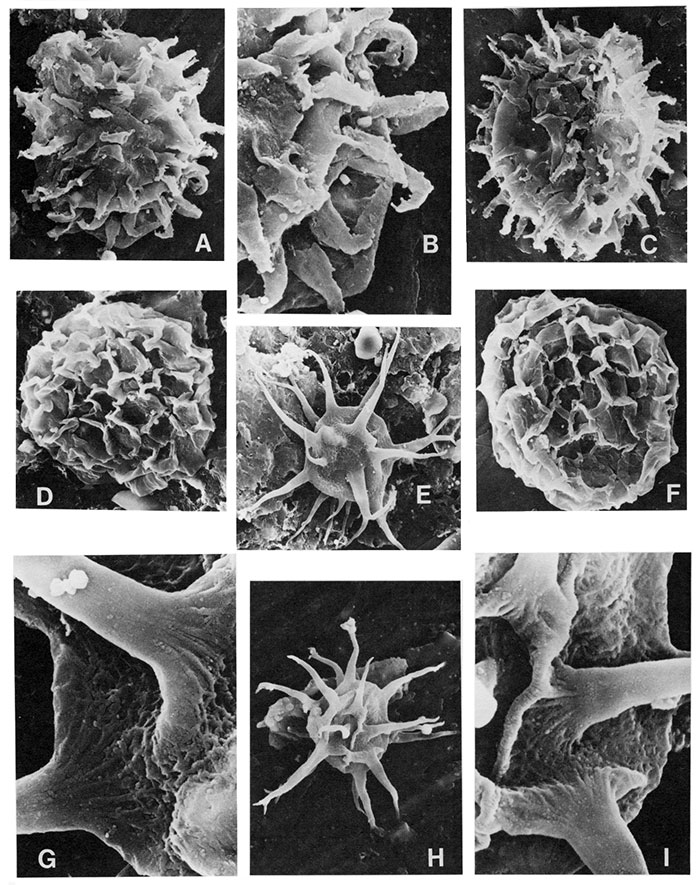 Black and white scanning electron micrographs of acritarchs.