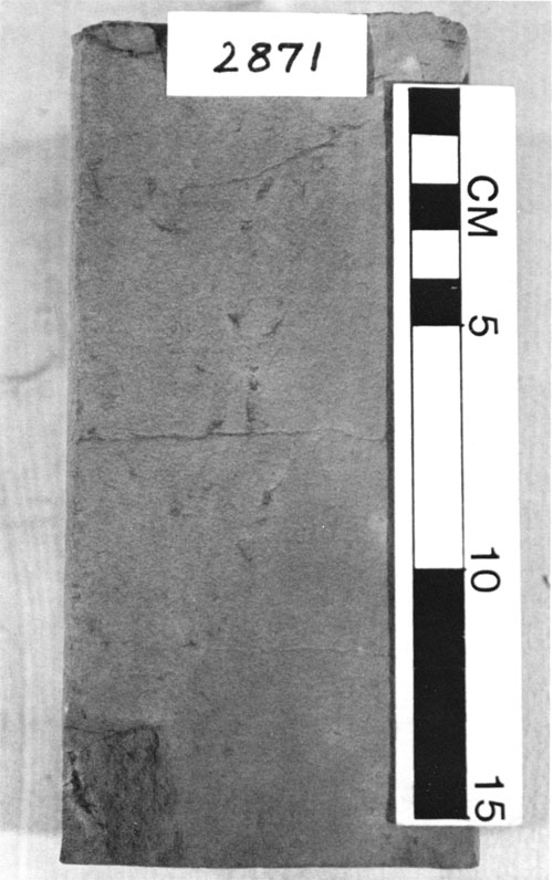 Black and white photo of core.