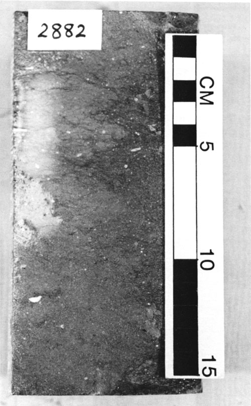 Black and white photo of core.