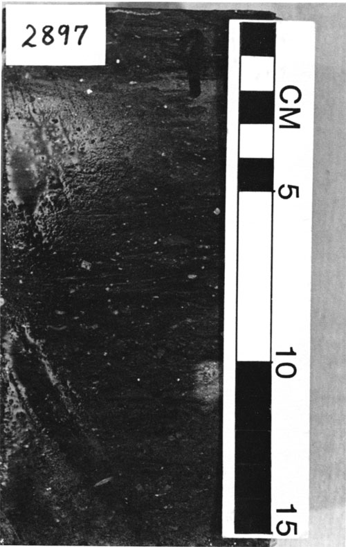 Black and white photo of core.