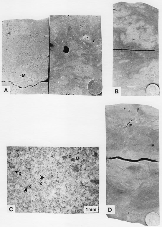 One black and white photomicrograph and three black and white photos of core.