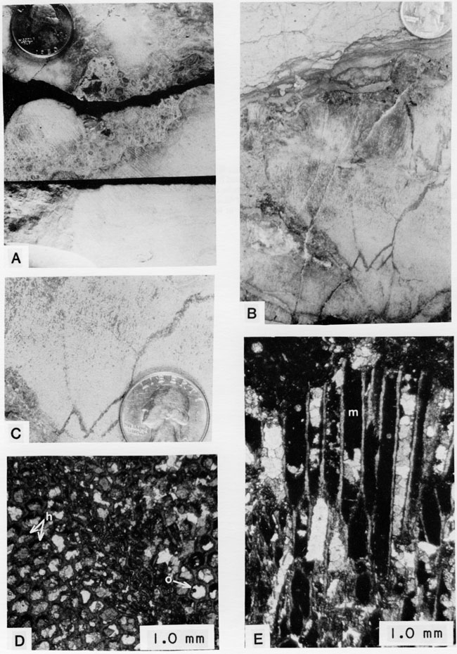 Five black and white photos of core.