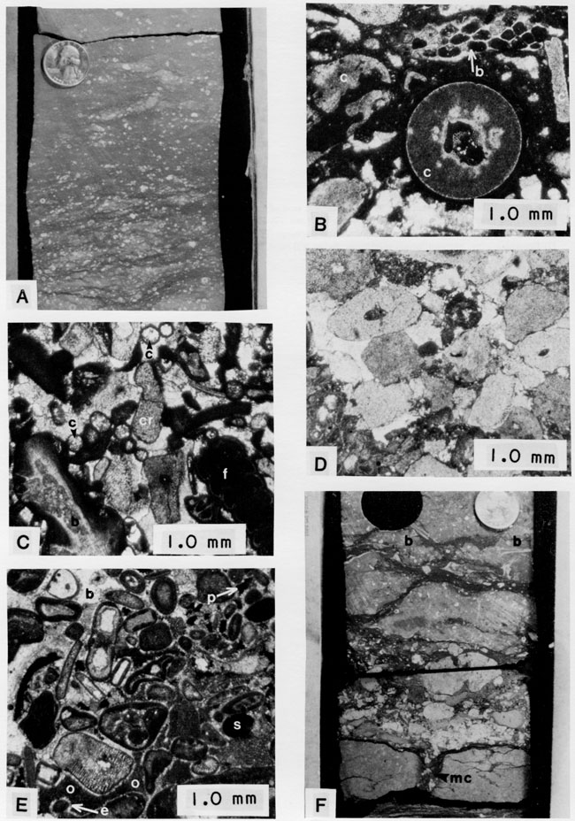 Six black and white photos of core.