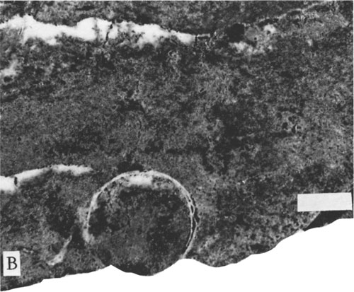 Black and white photo of core.