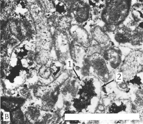 Black and white photo of core.