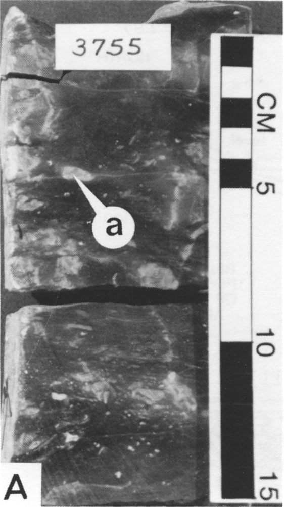 Black and white photo of core.