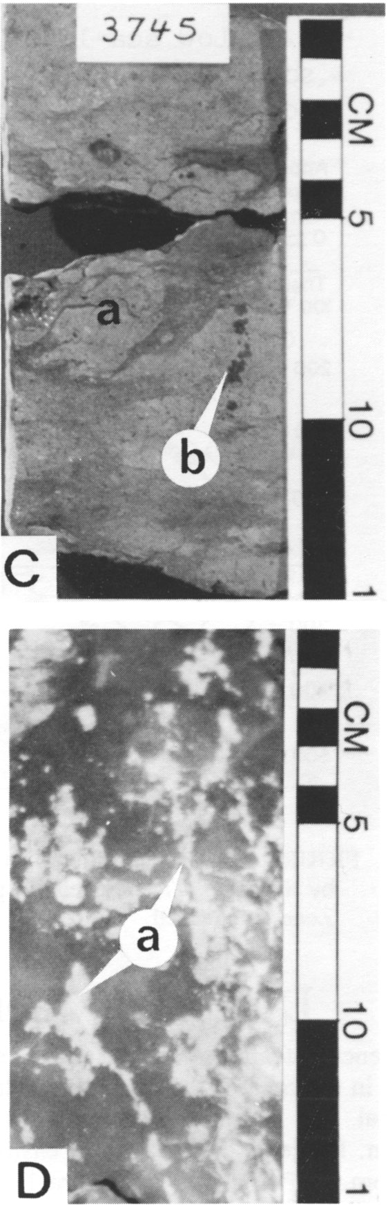 Two black and white photos of core.