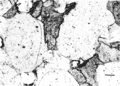 Black and white photomicrograph of Morrowan sandstone.